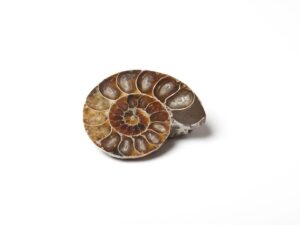 Pietra Ammonite Madagascar