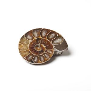 Pietra Ammonite Madagascar