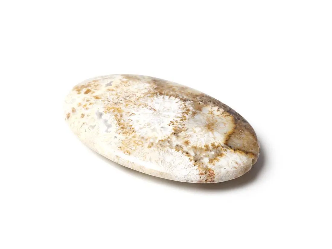 Pietra Corallo Fossile